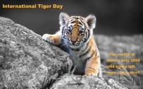 international tiger day 2016